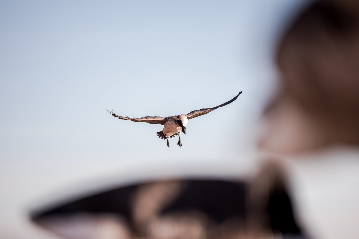 goose flying