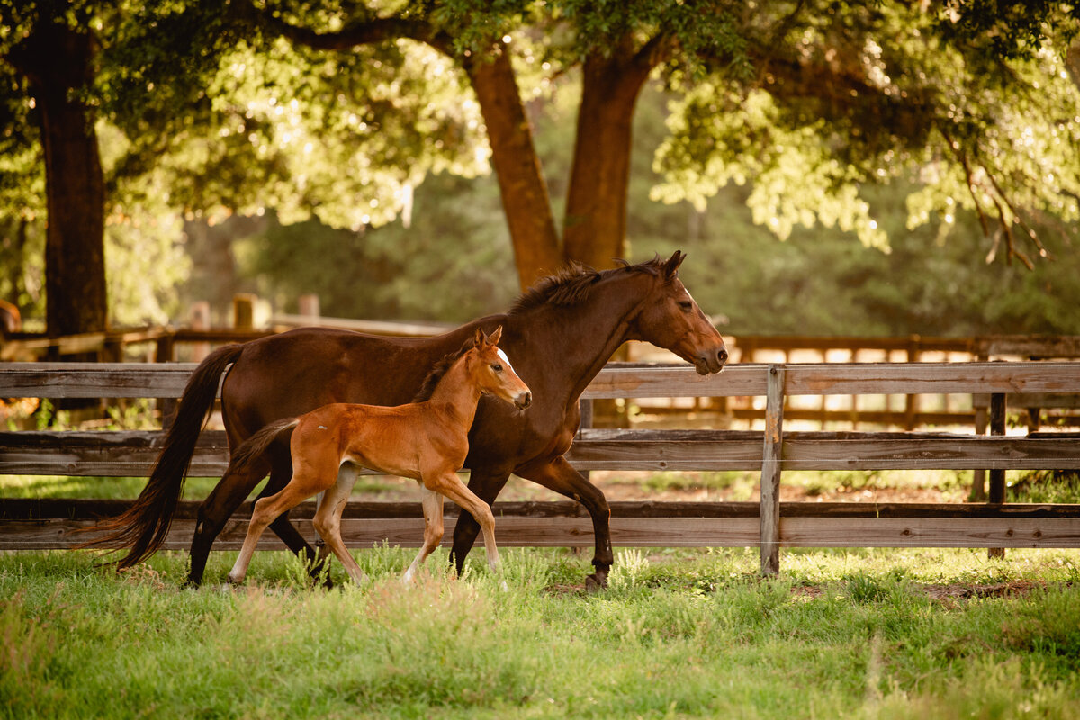 Mare and foal at liberty trotting in a field during sunset in Ocala, Fl.