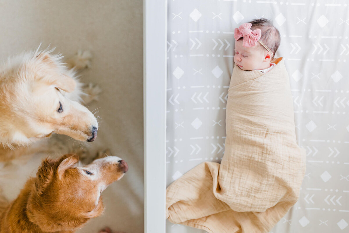 Two dogs sitting next to a crib look at each other while the newborn sleeps