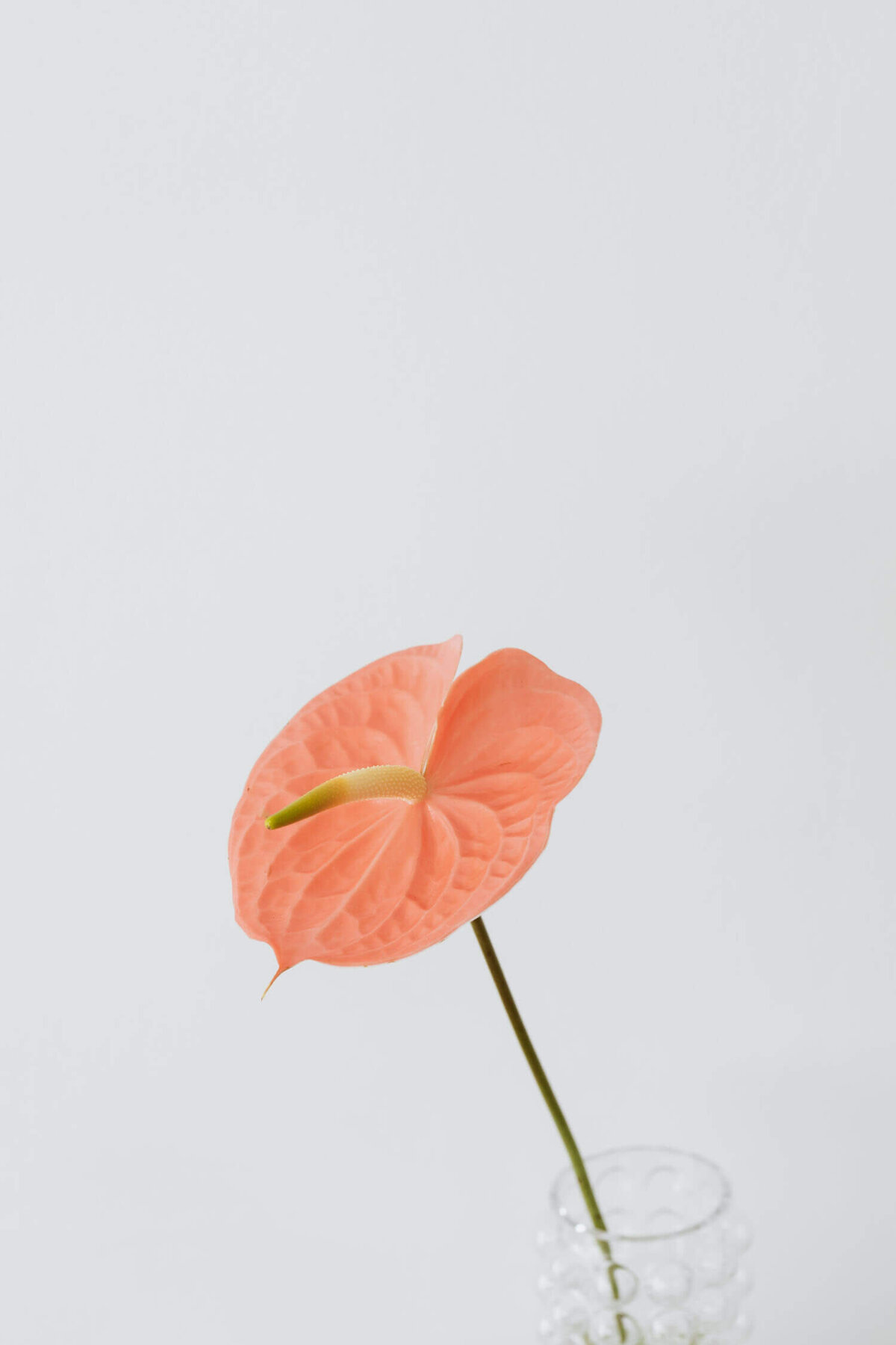 kaboompics_anthurium-17421