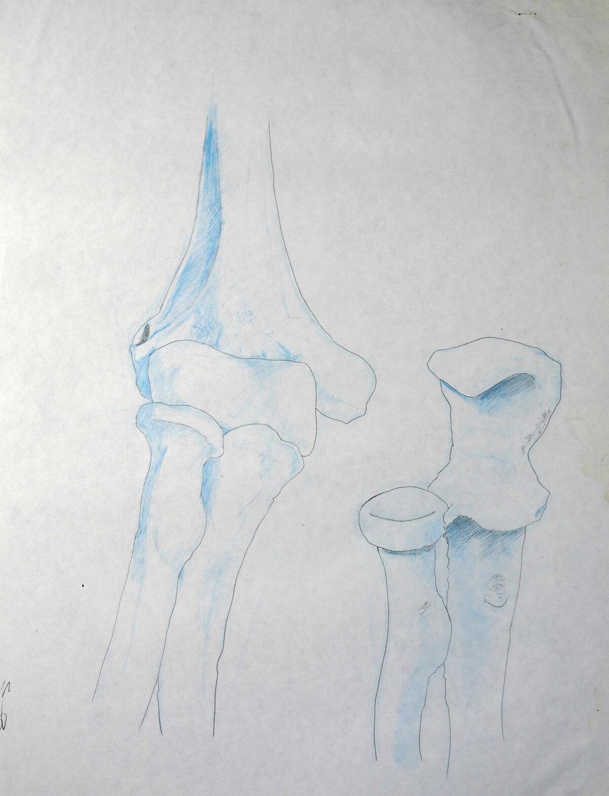 Brent Ray Fraser Anatomical Drawings 2001 - 07