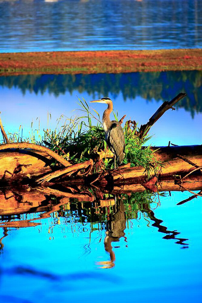 lake Samm Heron