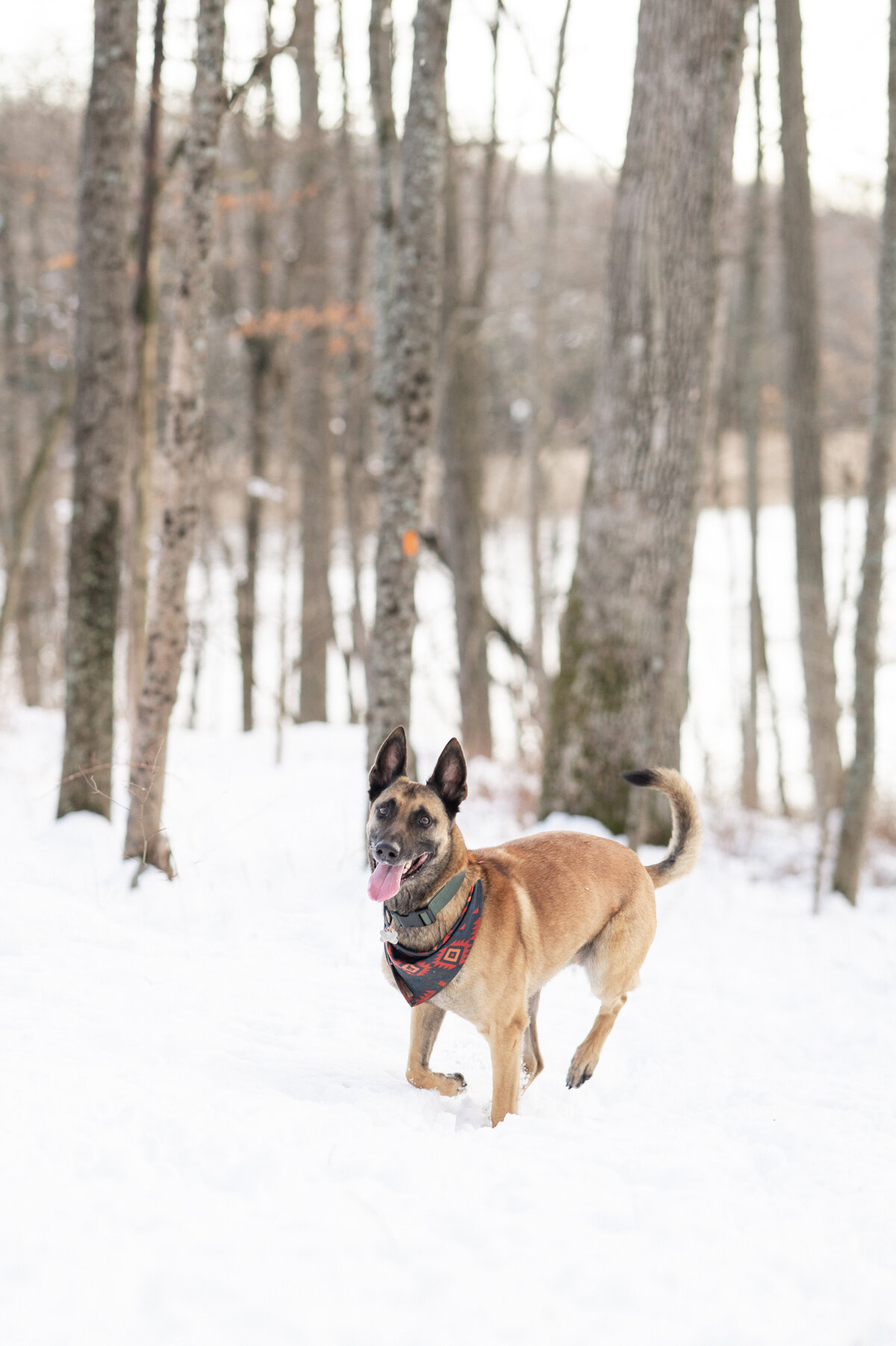 pet-photographer-nj