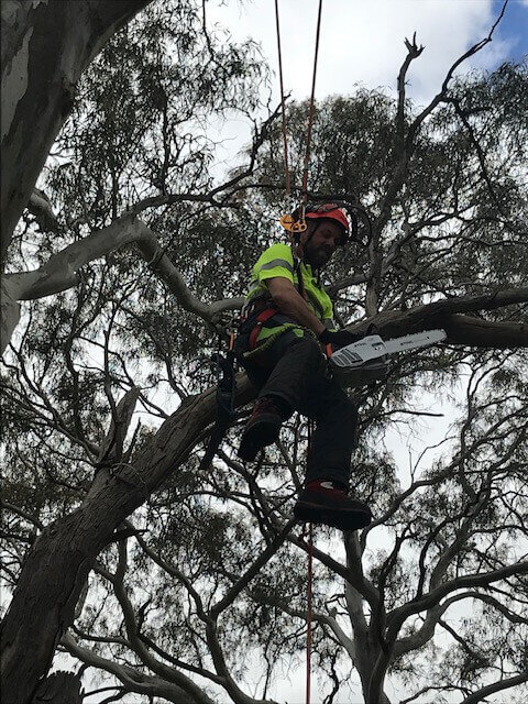 Evergreen Tree Services SA-Terry Loving His Job-007