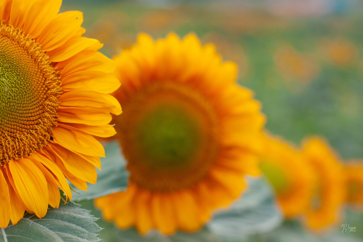 2021SinklandFarmsSunflowerFestival_21July_SunflowersLandscape_socMedia-1645