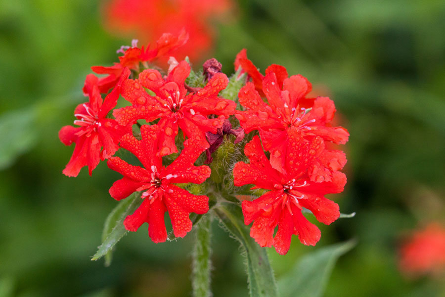 Lychnis_chalcedonica_(4)