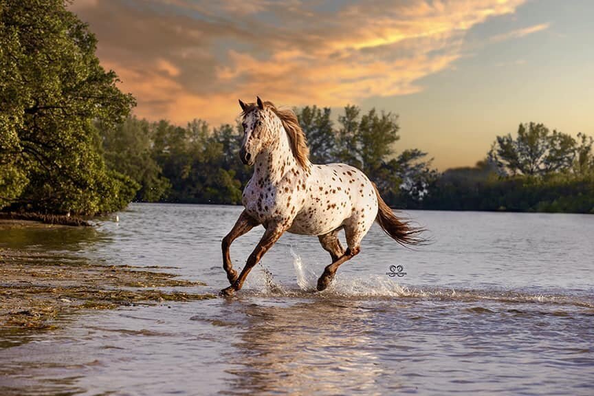 appaloosa barrel racing photo