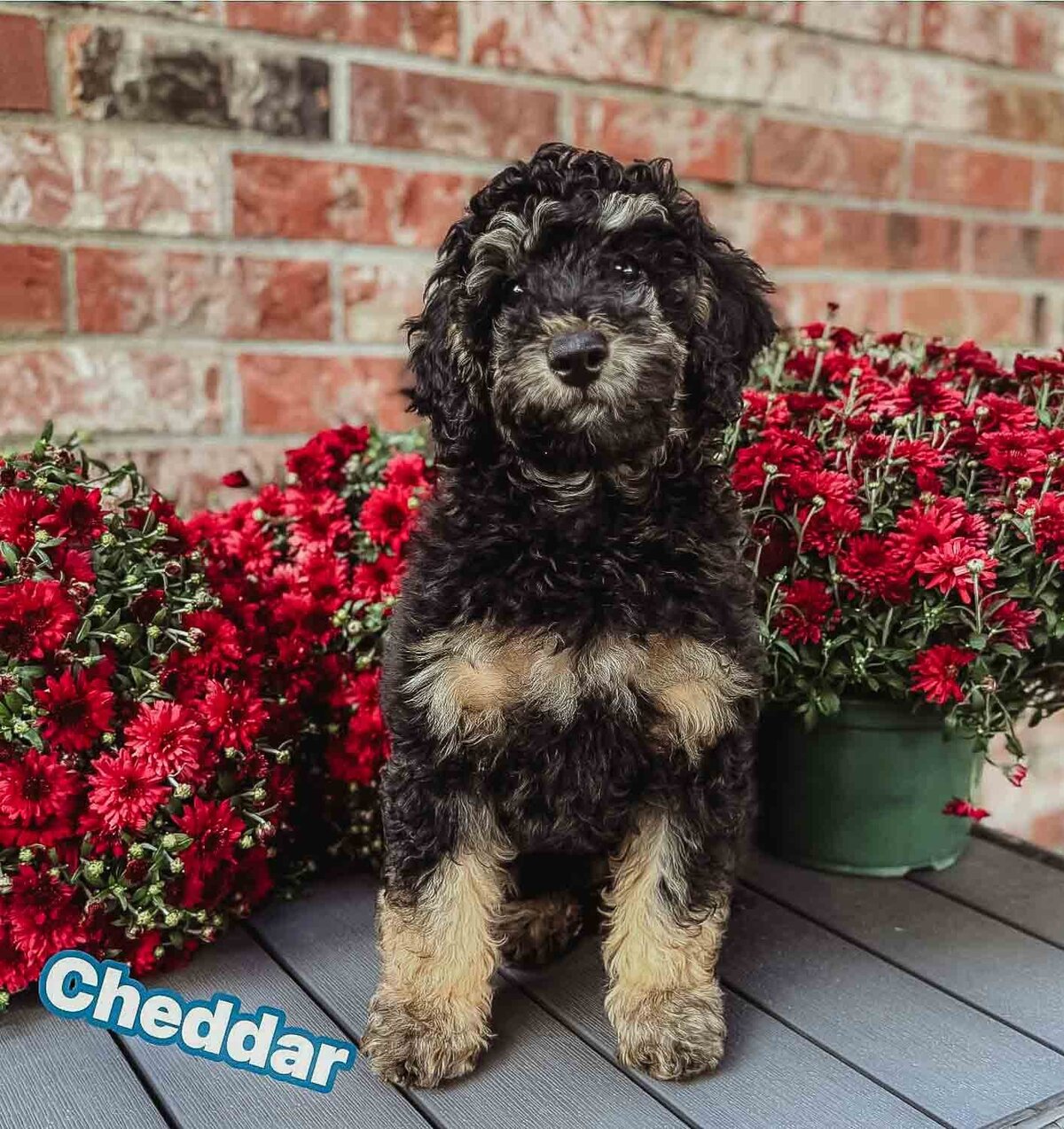 Salish Sea Miniature Poodles--151