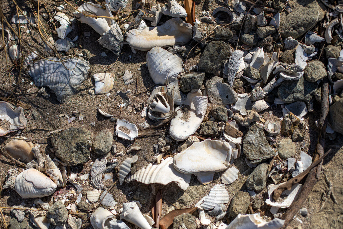 Walking along a deserted island covered in shells.