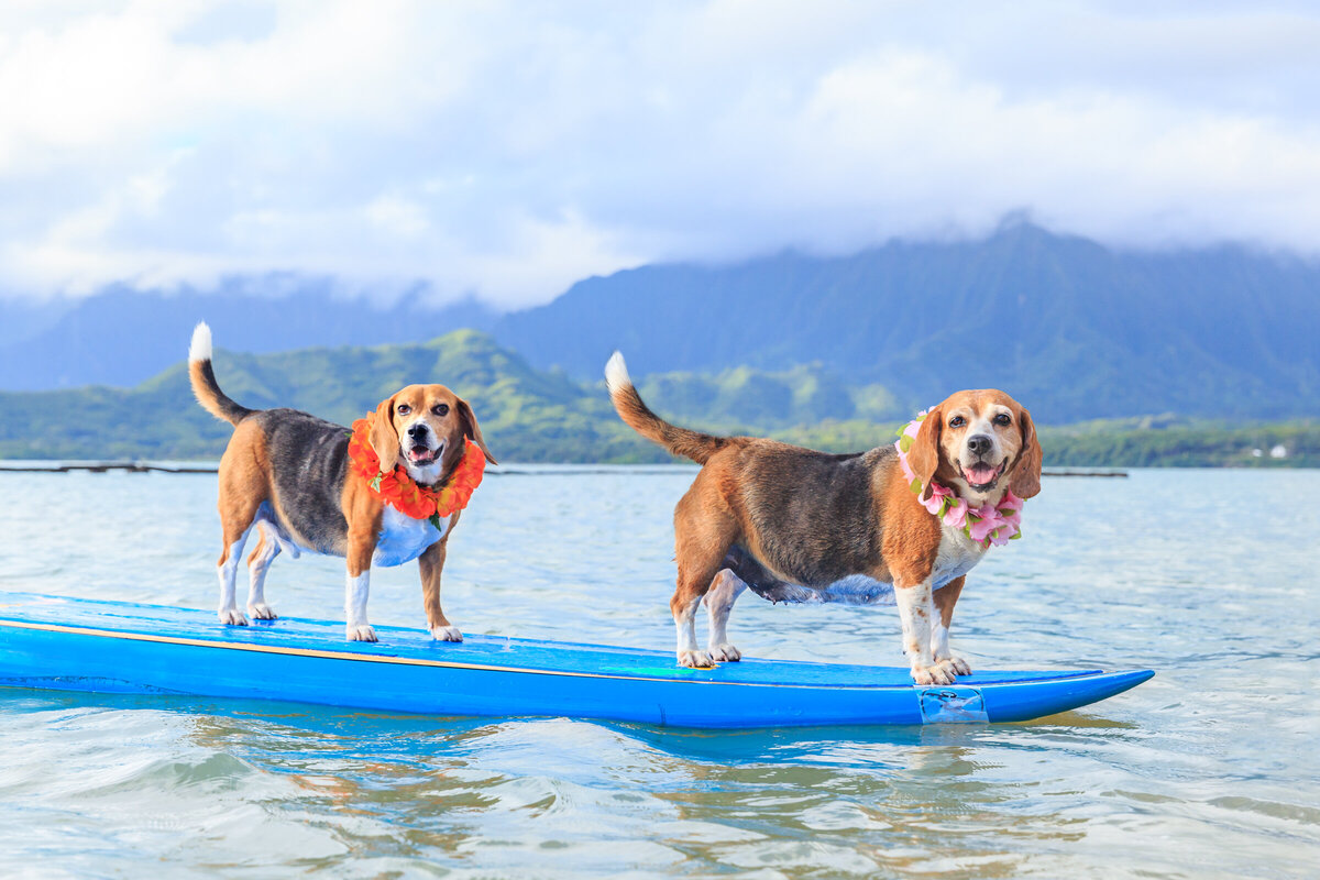 Hawaii Senior Dog Photography-11
