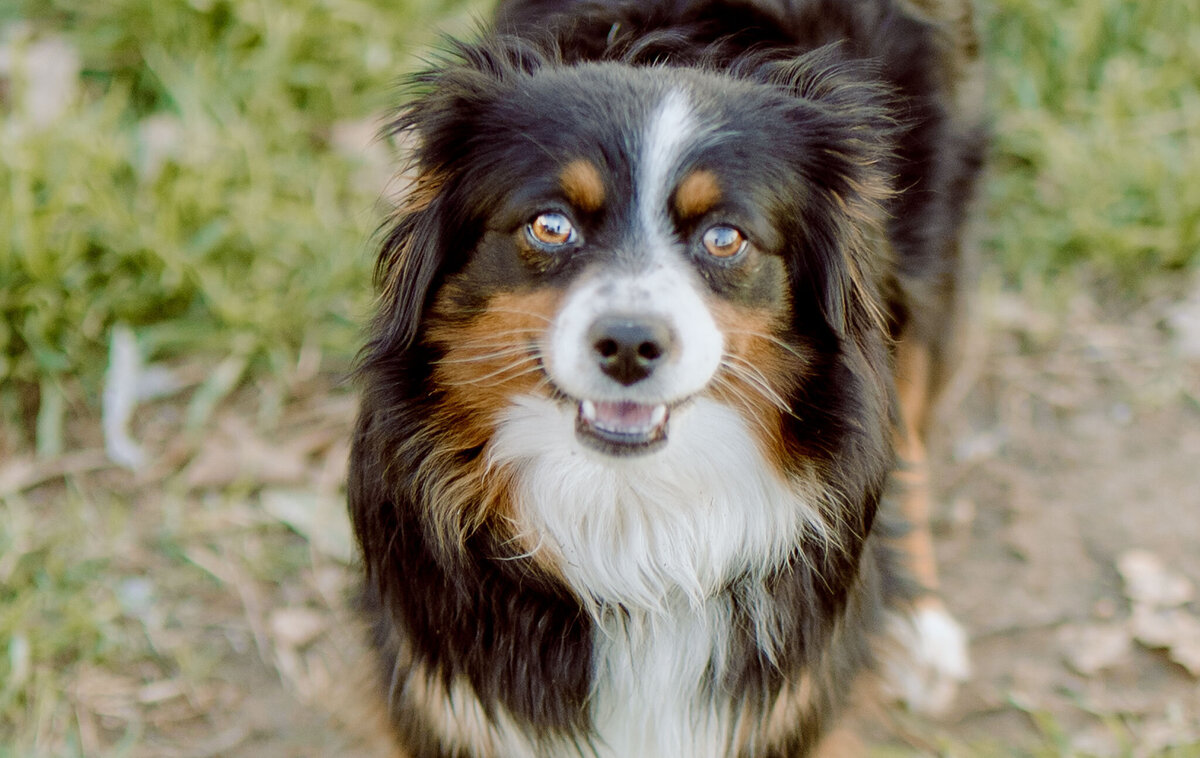 rosie