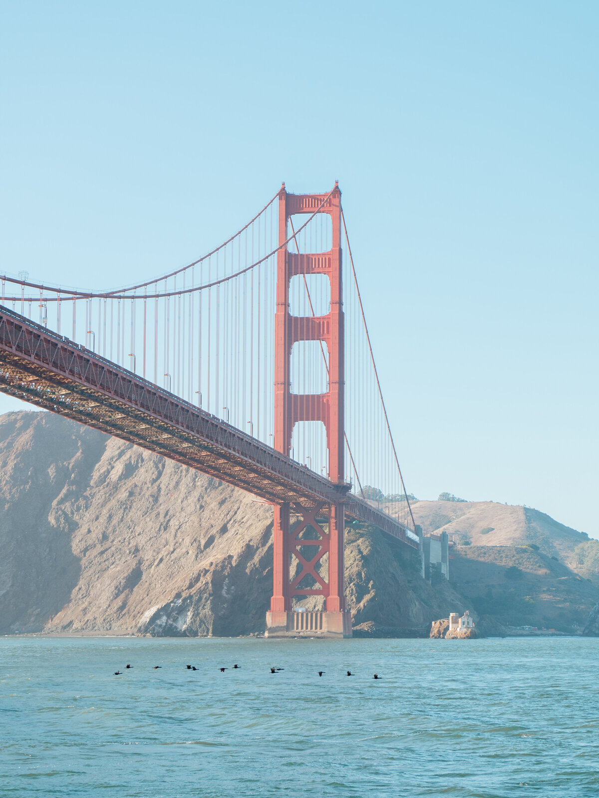 goldengatebridgebirds