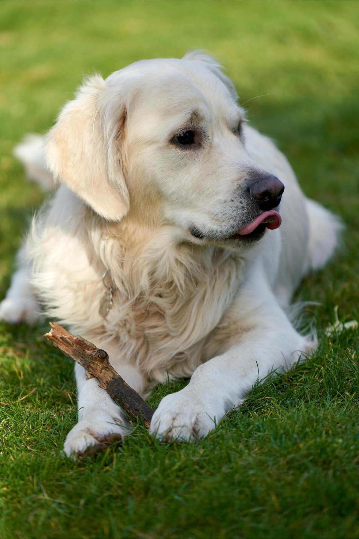 img-ingoodpawsconcierge (4)