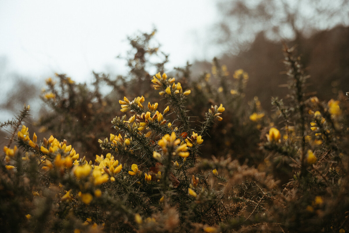 Close-up of vibrant yellow gorse flowers with delicate petals