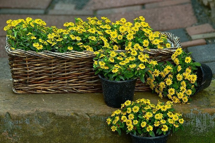 58ebf18b753031f66bd534f9a8bb46c3_4287812-flowers-1441841_1920