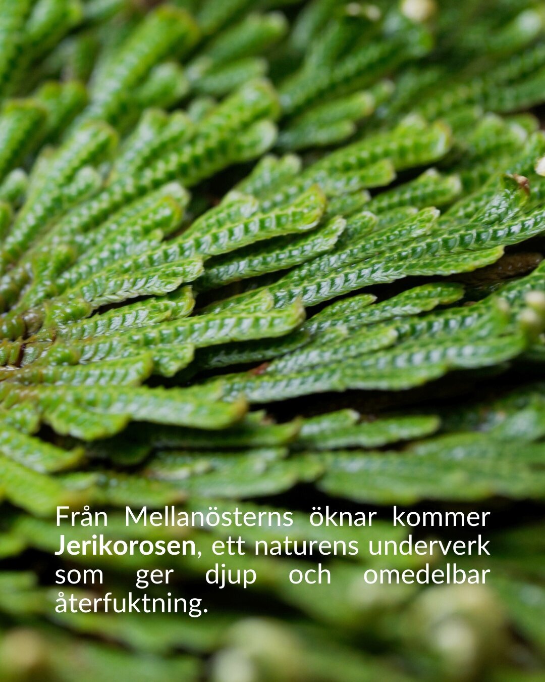 Den Svarta Baccara-rosen, symboliserar varaktig passion. Dess sammetslena svarta kronblad ger skydd och mjukhet. (13)