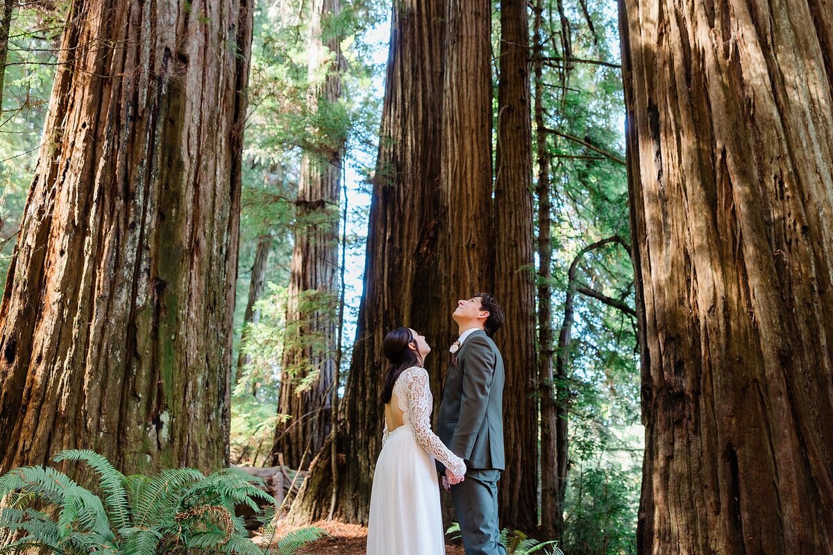 A bride and groom look up at the towering Redwood tree canopy.