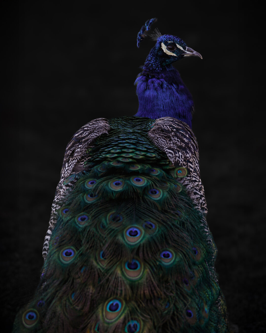 Pavo 2