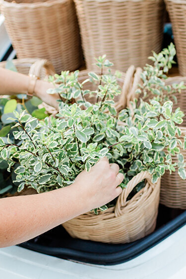 Horn Photography & Design Buds - 0004_