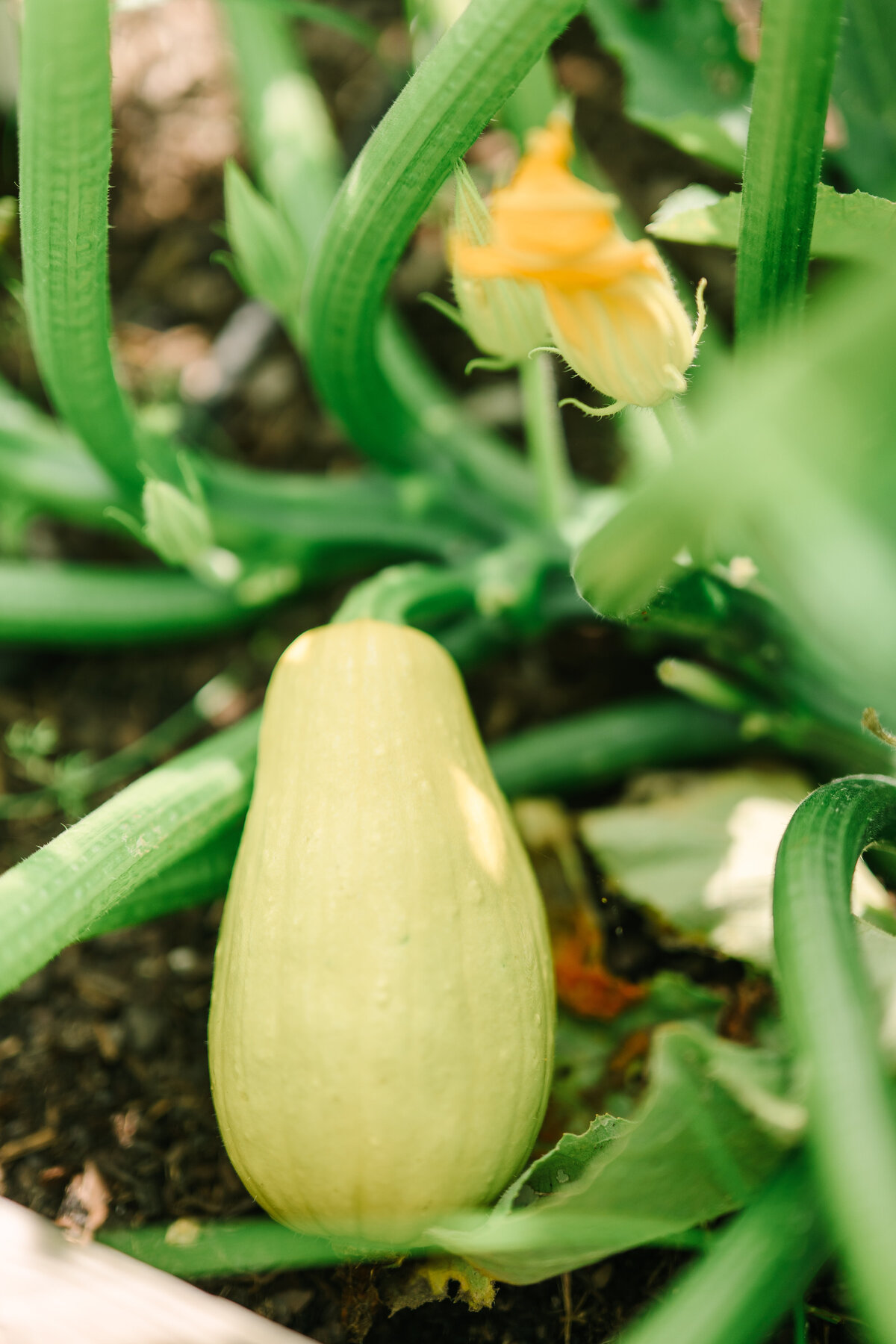 an image of  growing  squash in the organic garden at Willowbrook wedding venue outside PIttsburgh