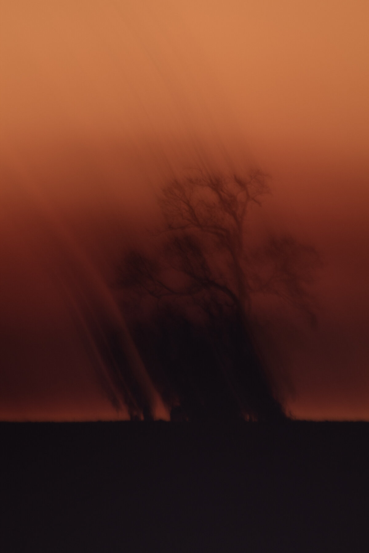Tree sunset drag