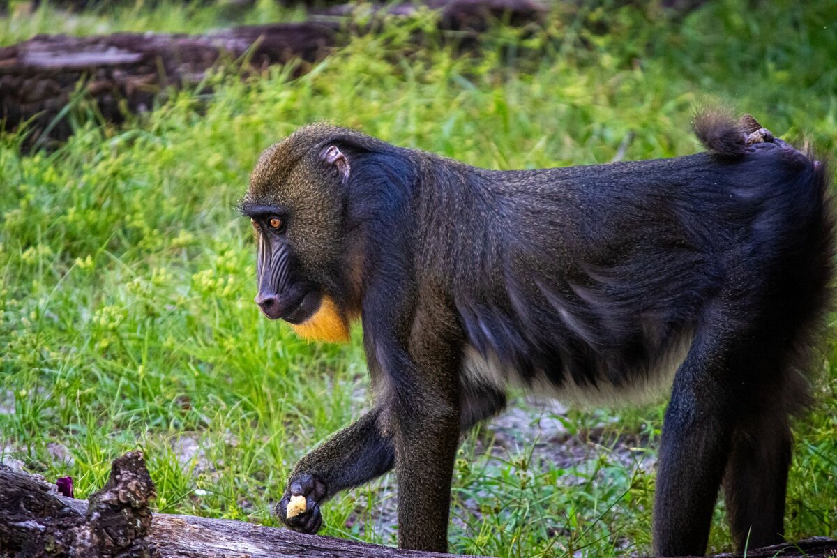 orange-eye-monkey-832f04a2-2500