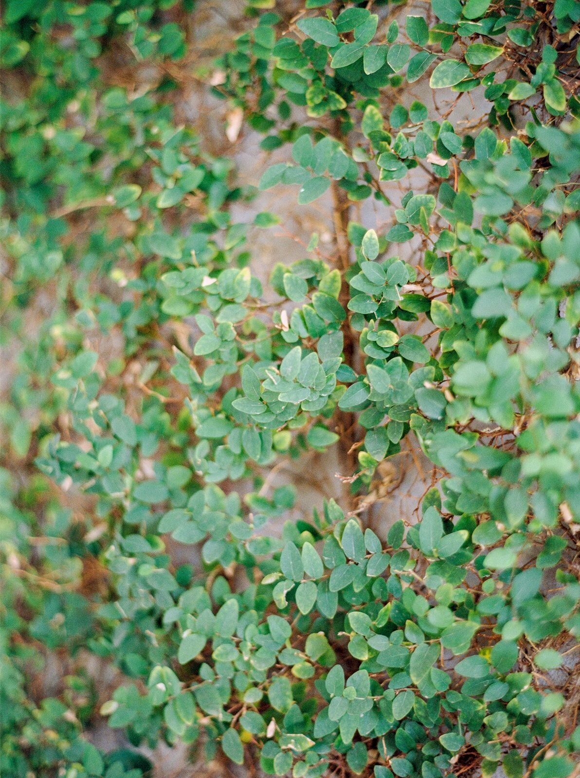 spring_wedding_arizona_biltmore_3