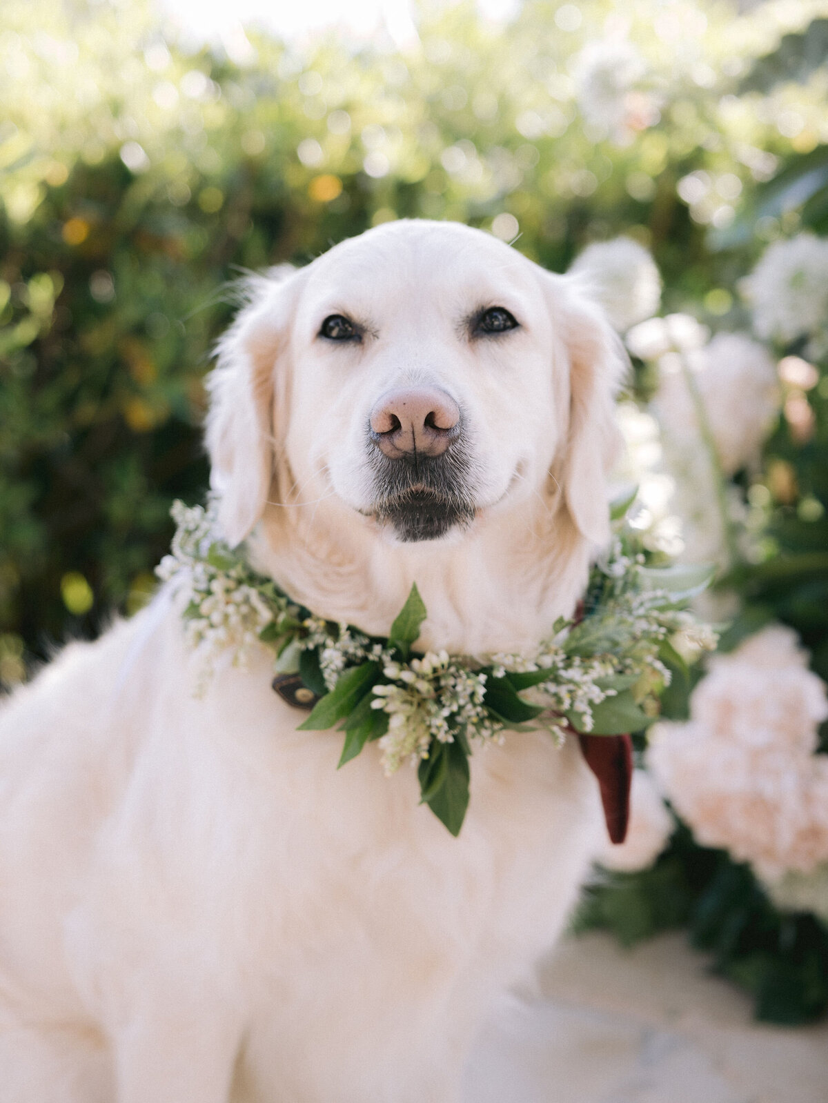 Dog Ring Bearer