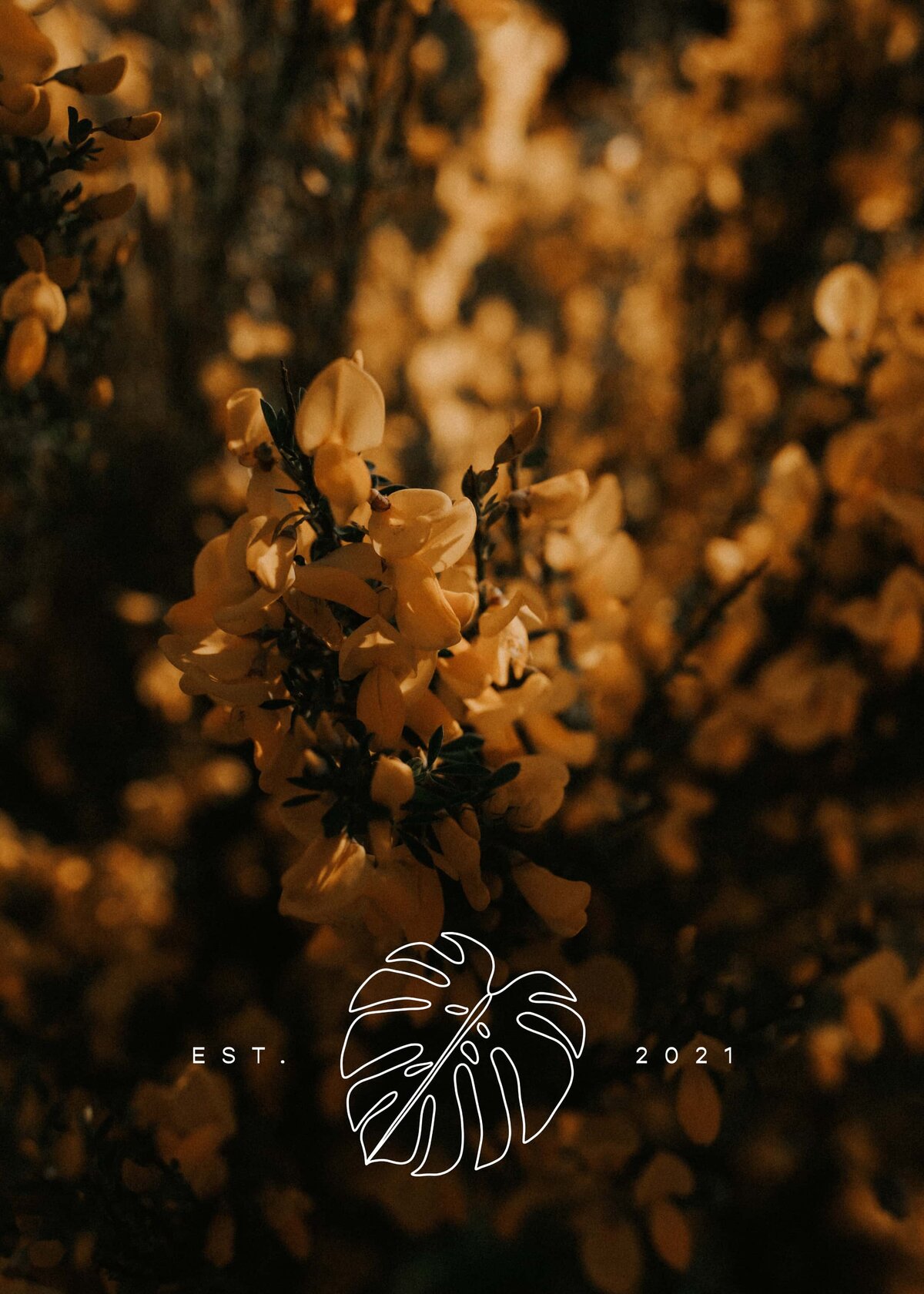 yellow-flowers-organica(1)