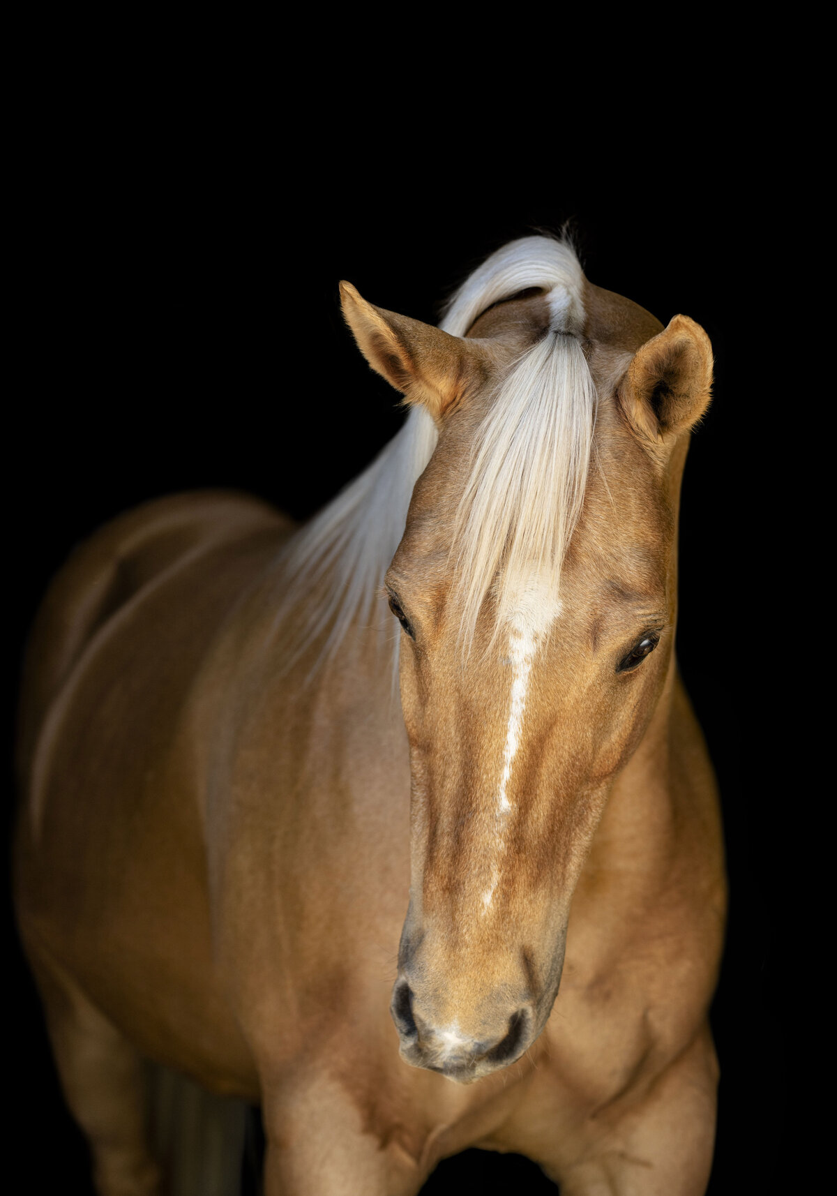 Gorgeous palomino barrel racing gelding photographed on a black background in Ocala, FL