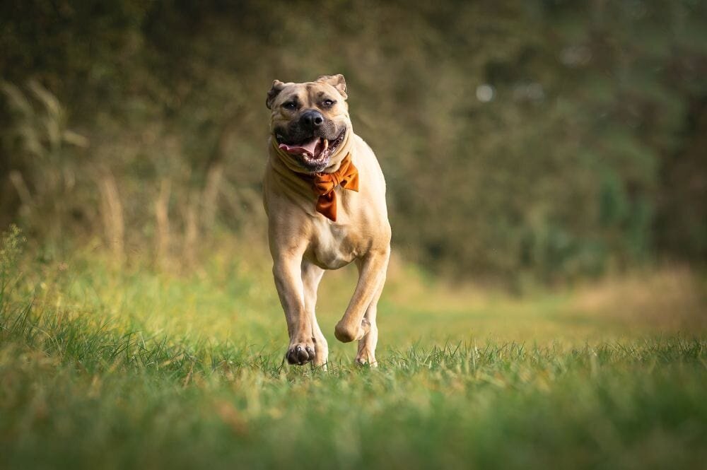 lilla-bordas-portraits-tampa-DOG-photographer1435_1