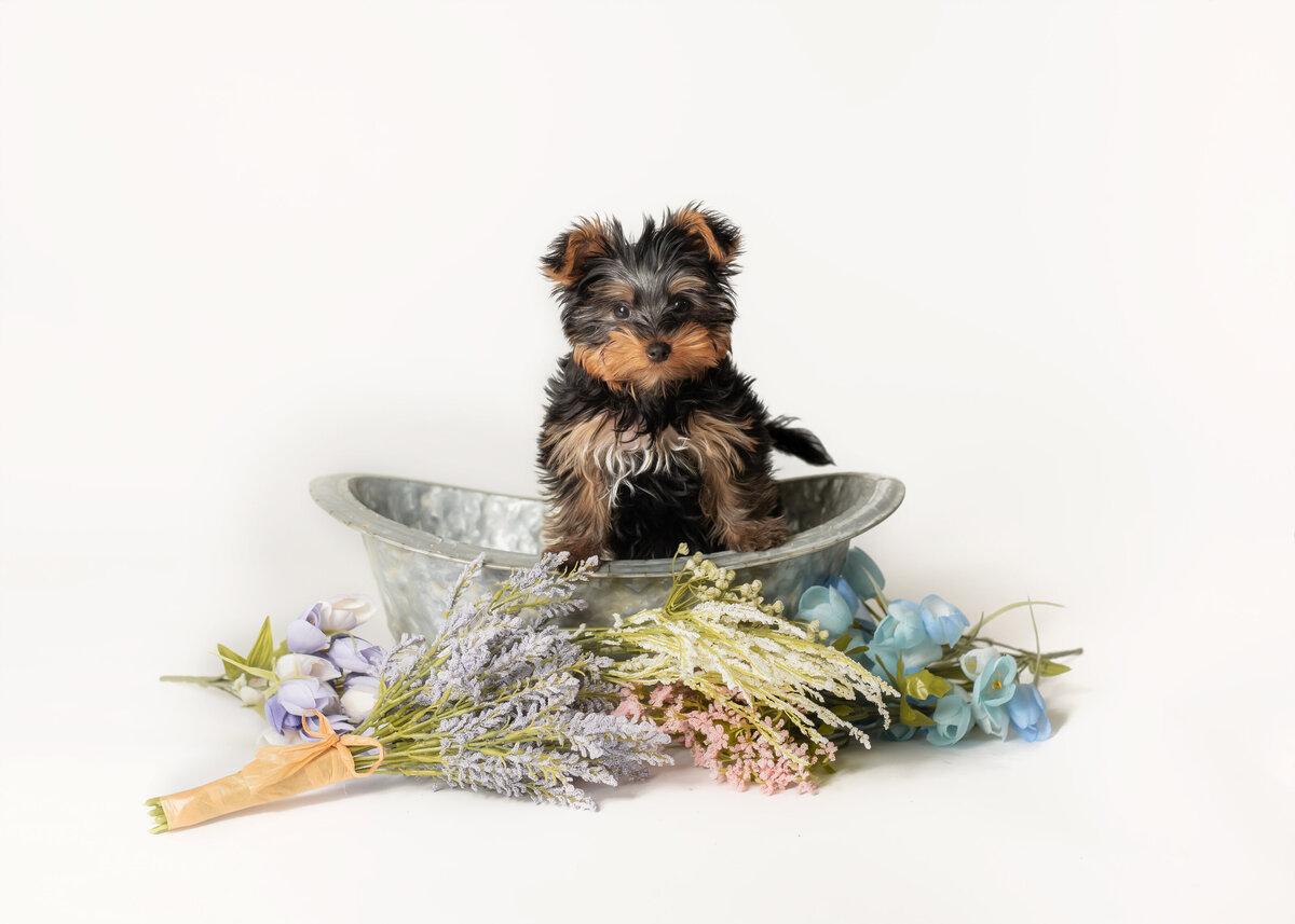 a yorkie puppy posing in a prop bathtub for spring photos