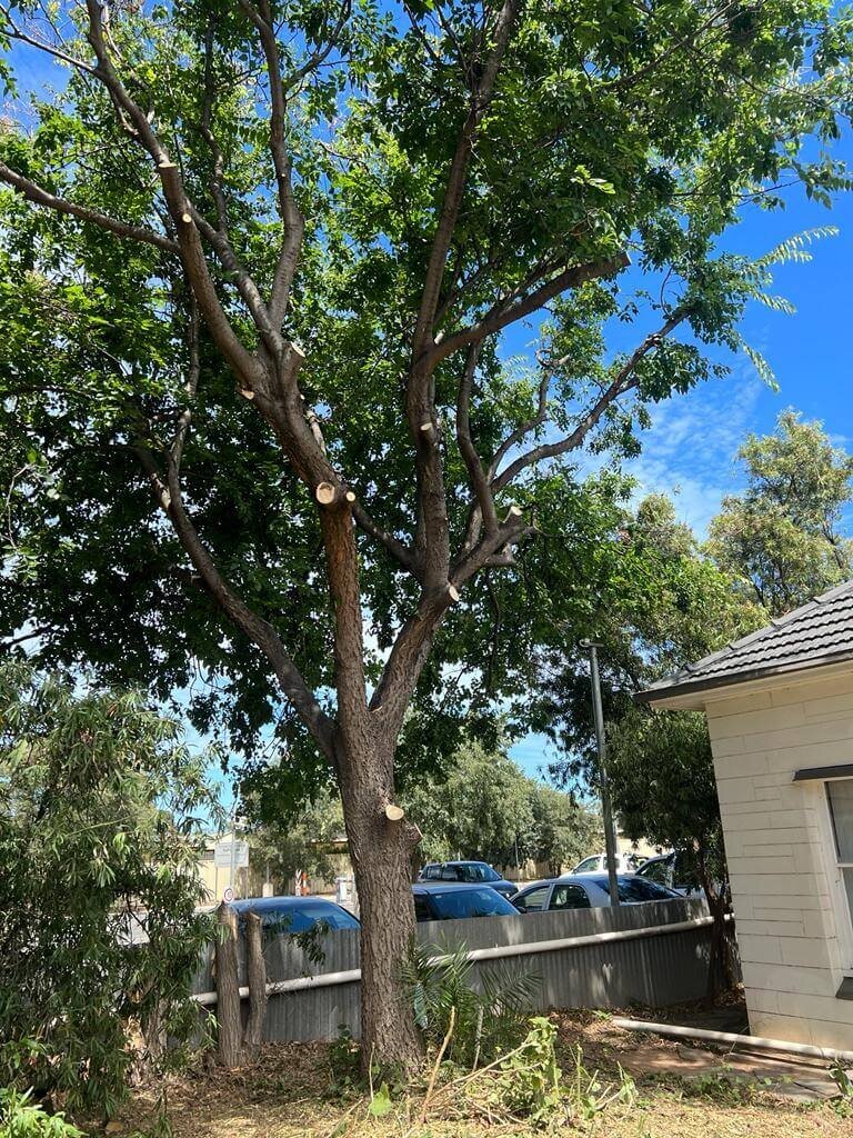 Evergreen Tree Services SA-Tree Pruining-022