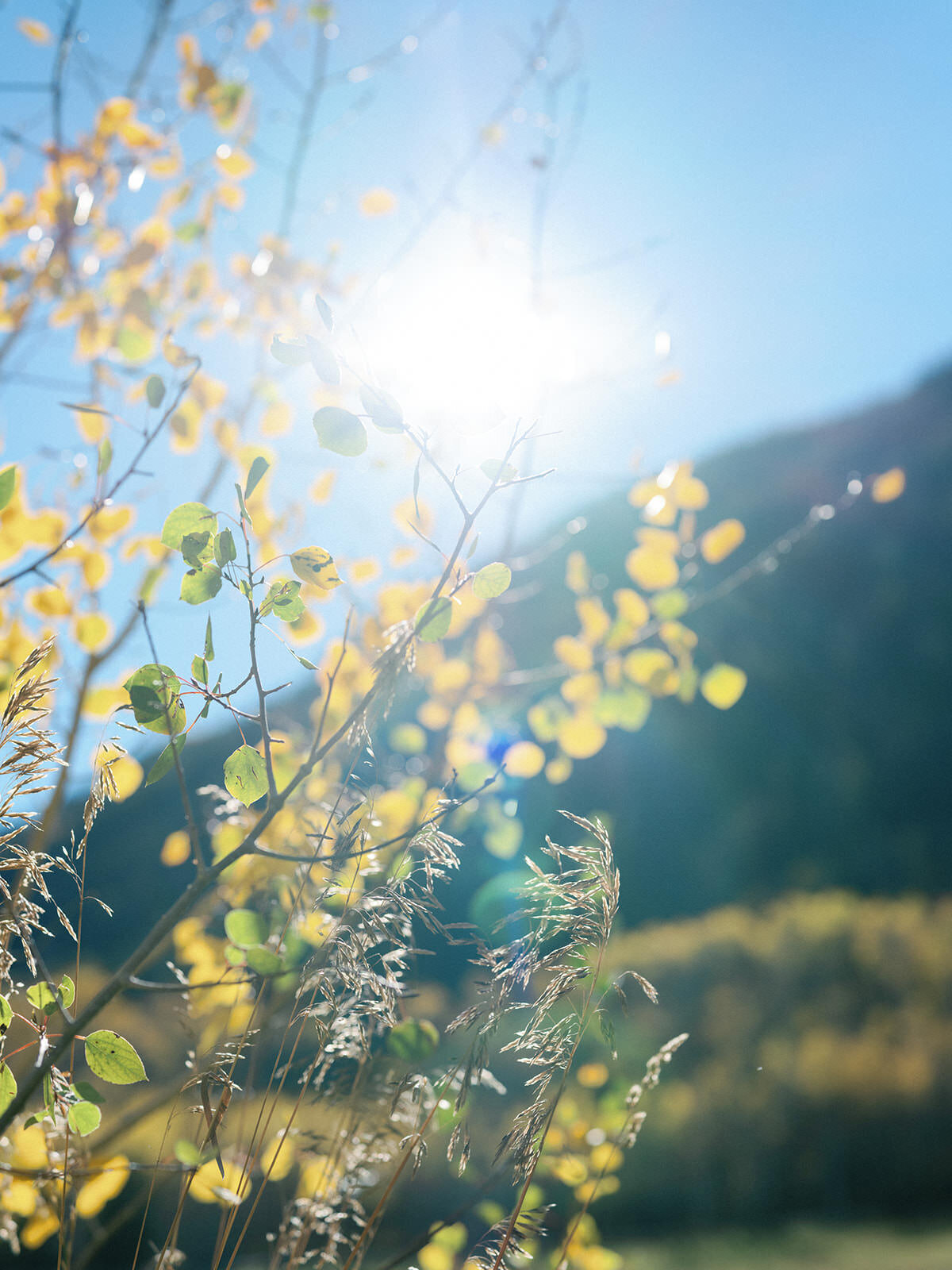 Aspen fall tented wedding at t lazy 7 ranch_RxL-20