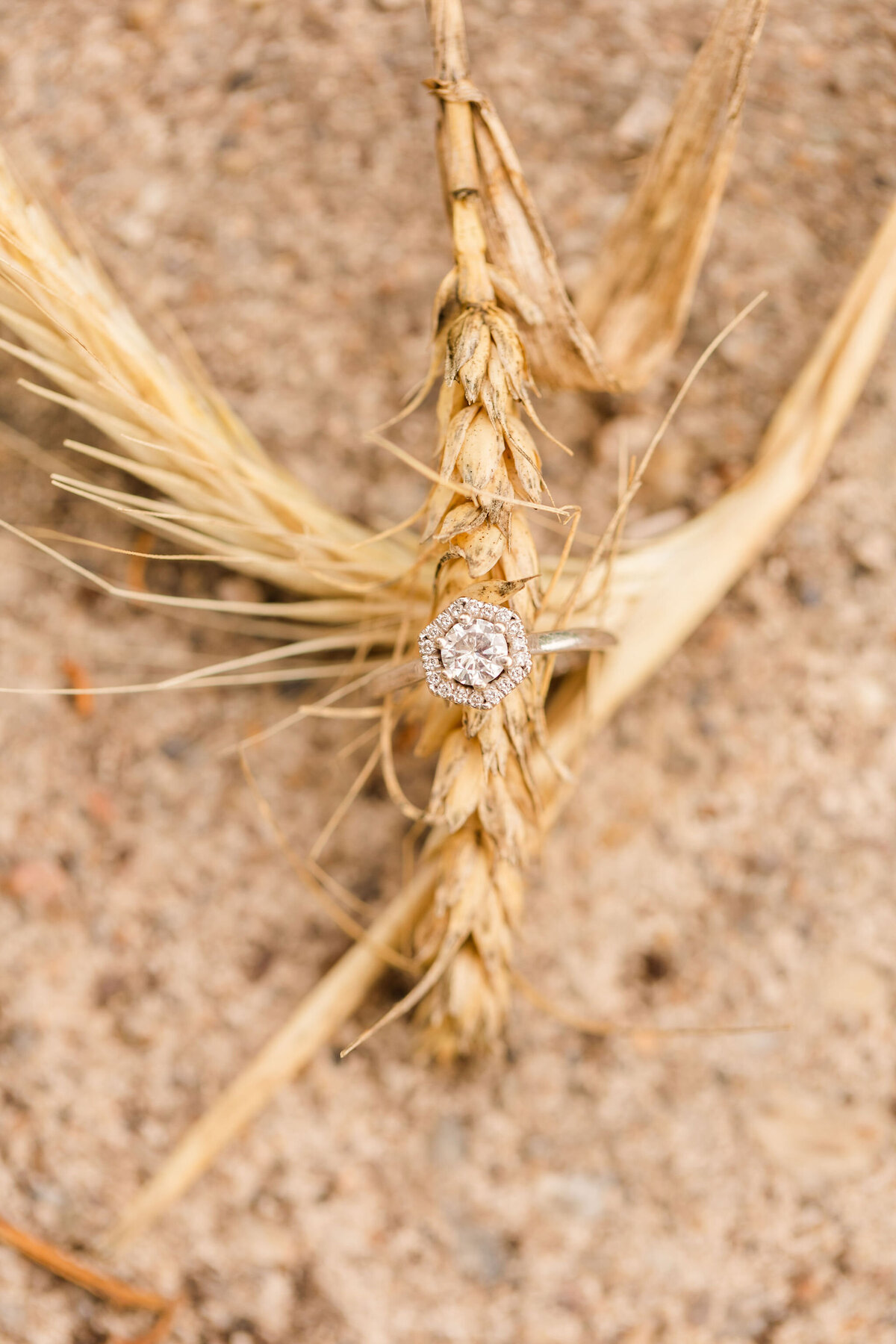 HGP-LexieandCorey-EngagementSession(180of238)