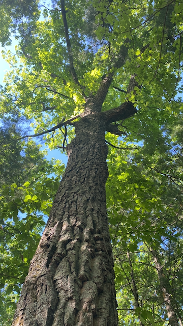 With Tai Chi Gung, Trees are conduits for earth energy—visualization of rooting draws up nourishing Chi for stability and calm.