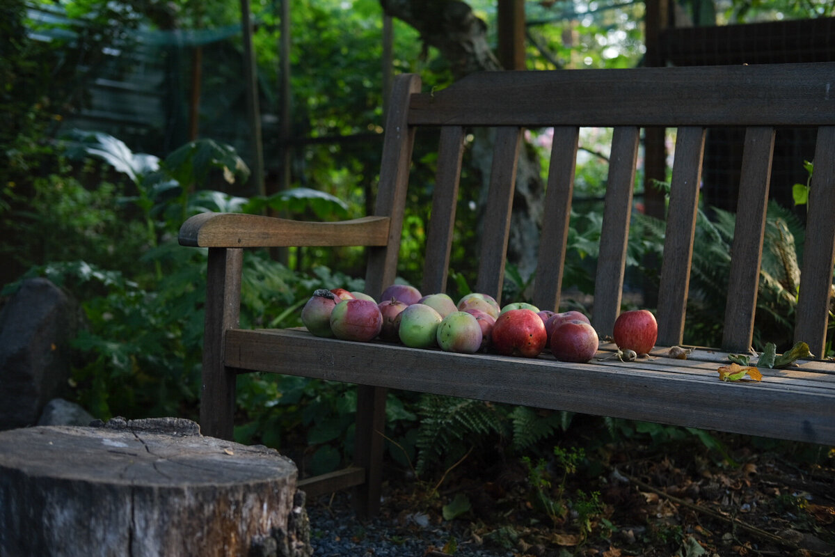 08.29.25 YNagumo - Fleuris orchard - apples on bench