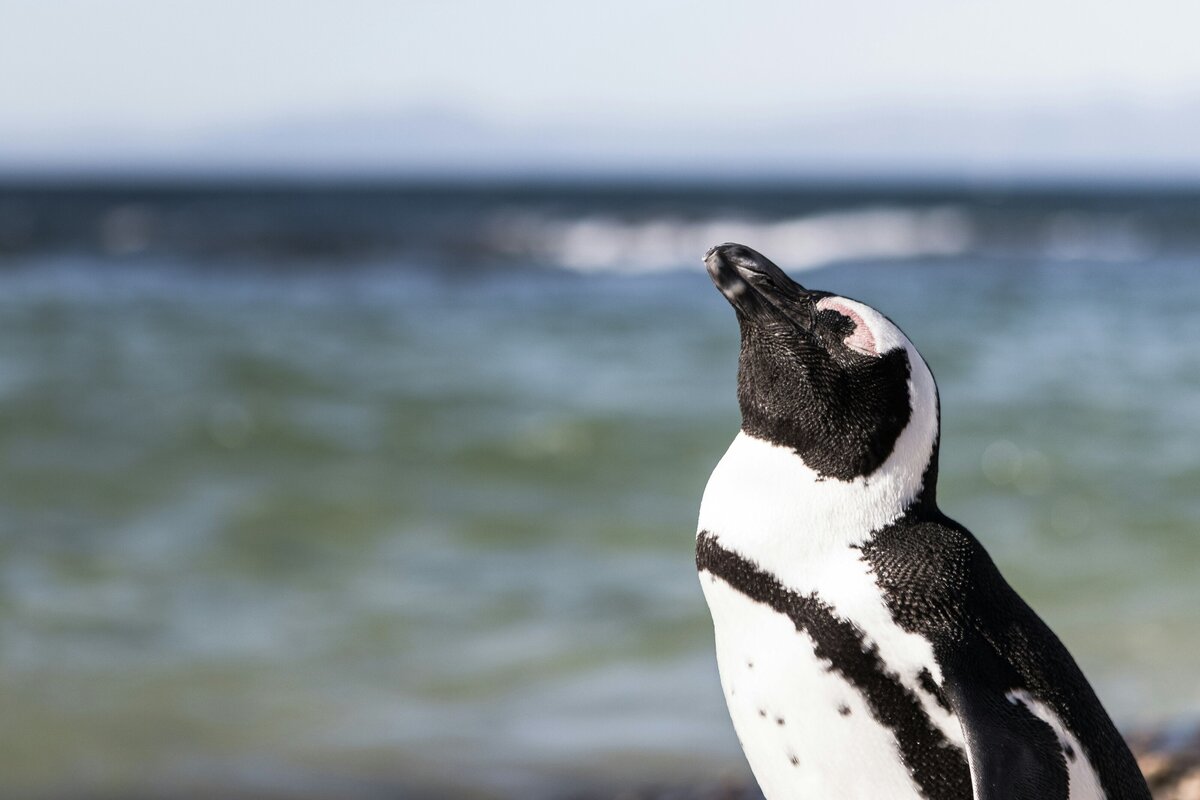 penguins cape town