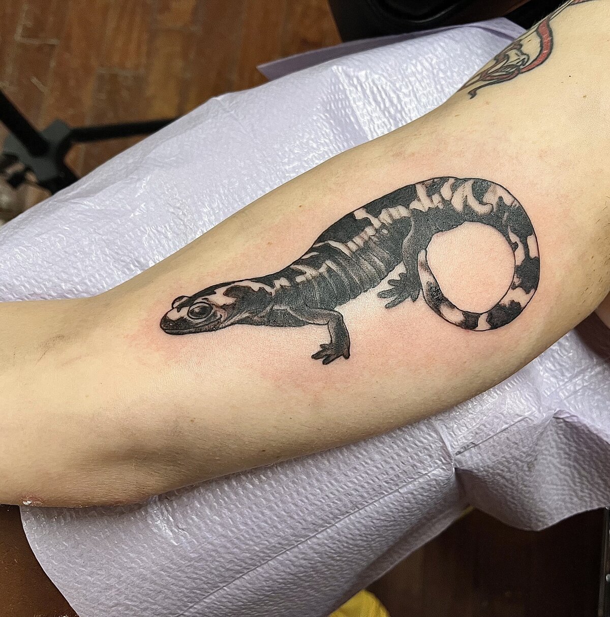 Cat NC Sal tattoo shops charlotte nc