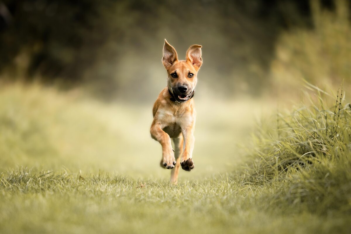 Hondenfotografie-in-de-natuur---ByMarita-Fotografie-0