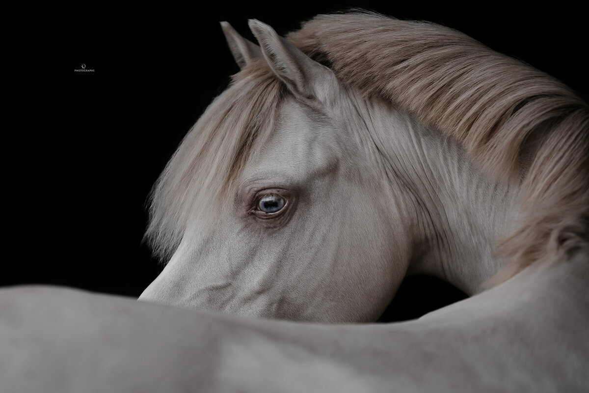 Fine-art fotografie met paard