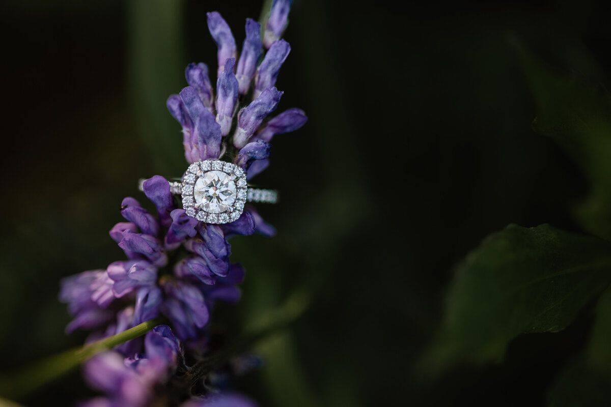 purple-flower-macro-ring-shot