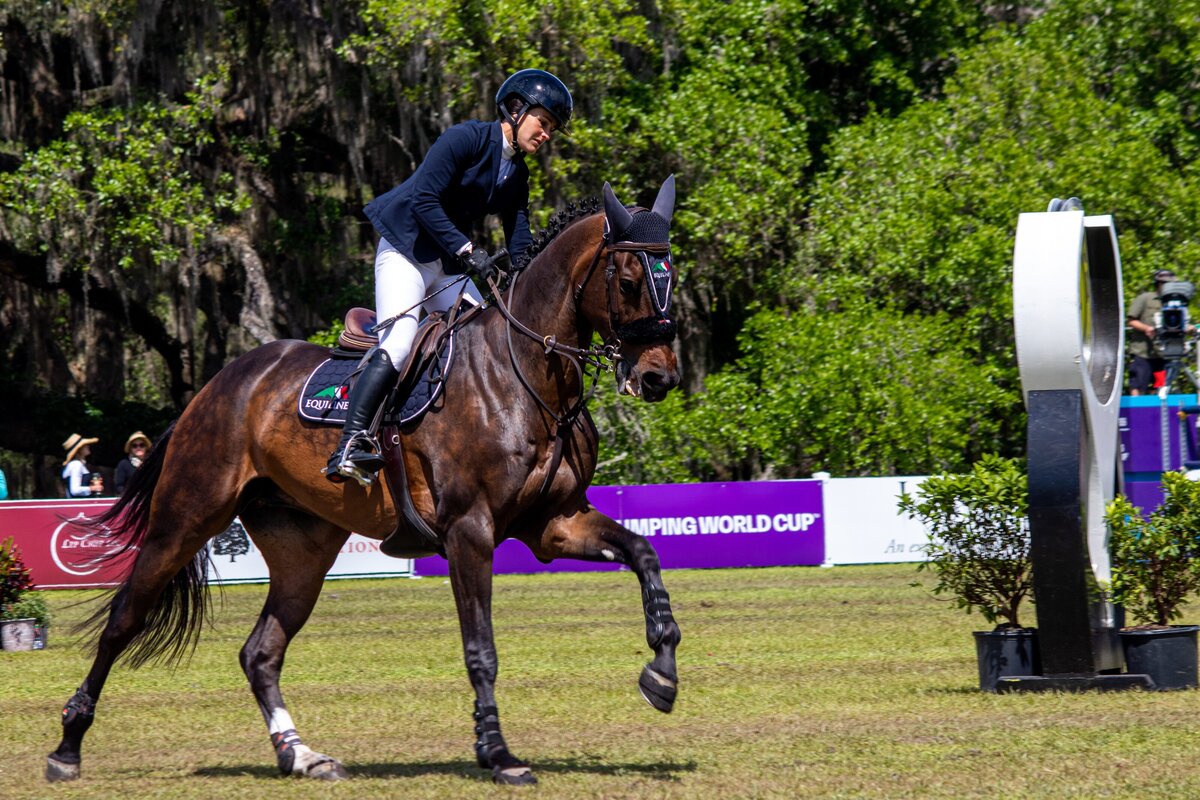 Bay Dapples Canter