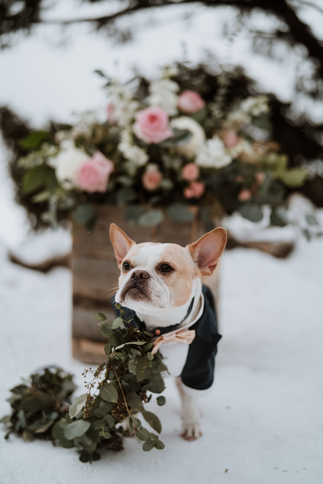 Dog in tuxedo sits beside wedding florals at snowy Sapphire Point ceremony.