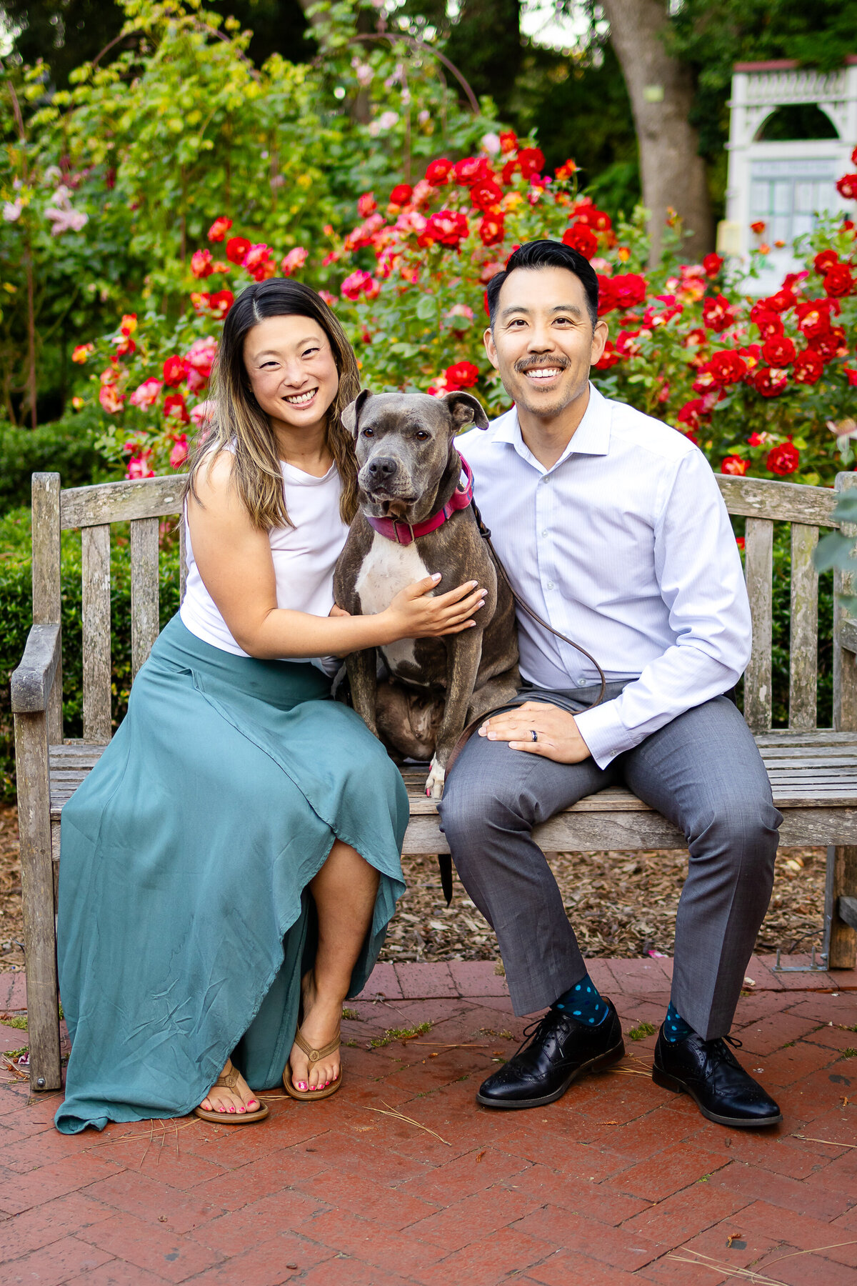 Couple sitting on a bench with their dog in front of red rose bushes