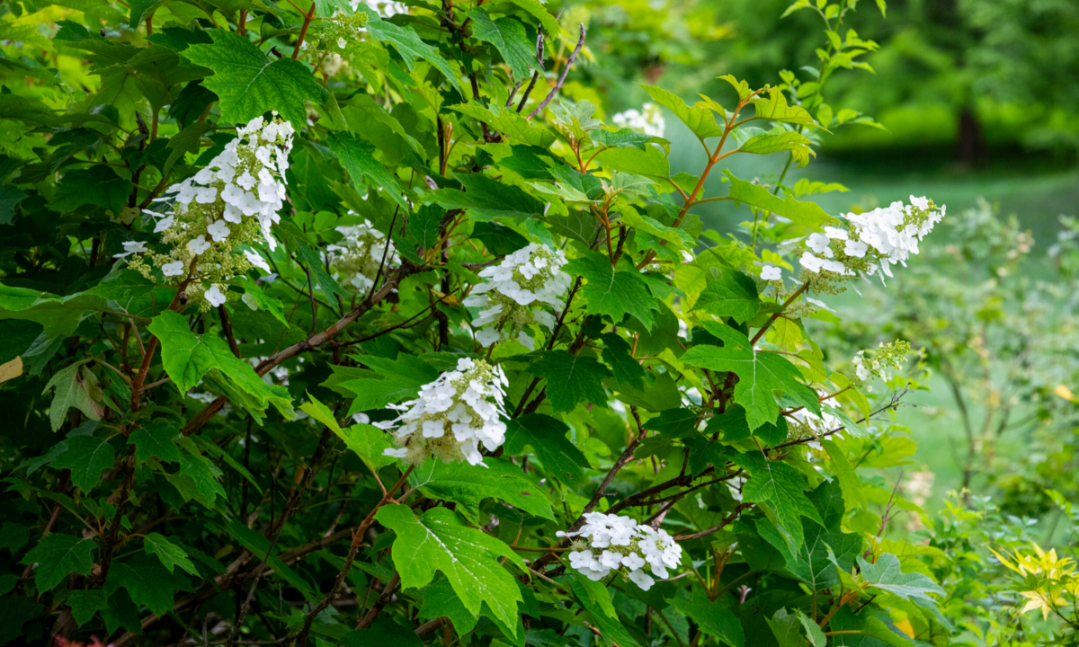 oakleaf hydrangea