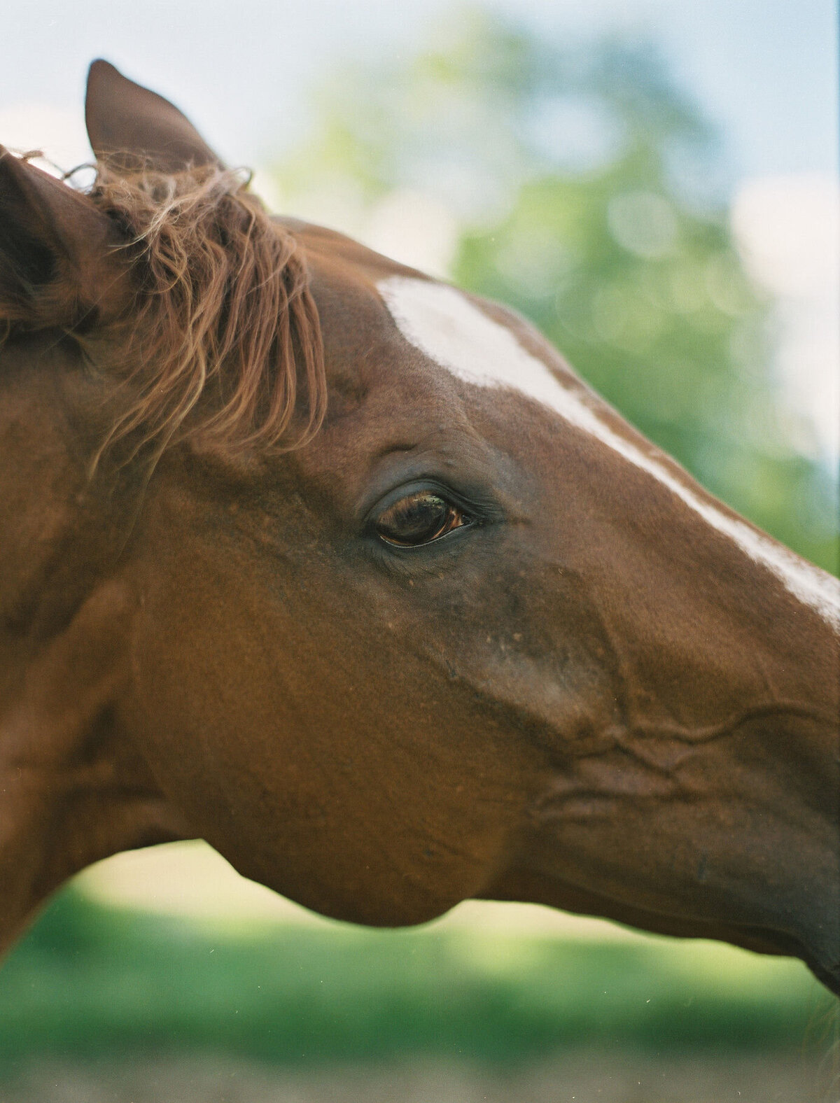 Saratoga-horse-photographer-348