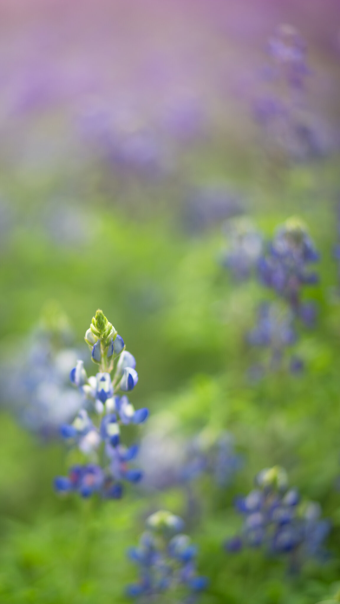 fine_art_photographer _157
