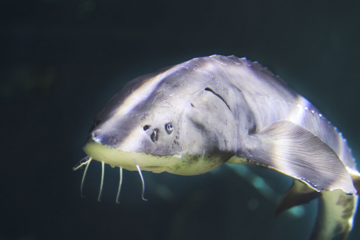 Lake_Sturgeon-4528afc5-2500