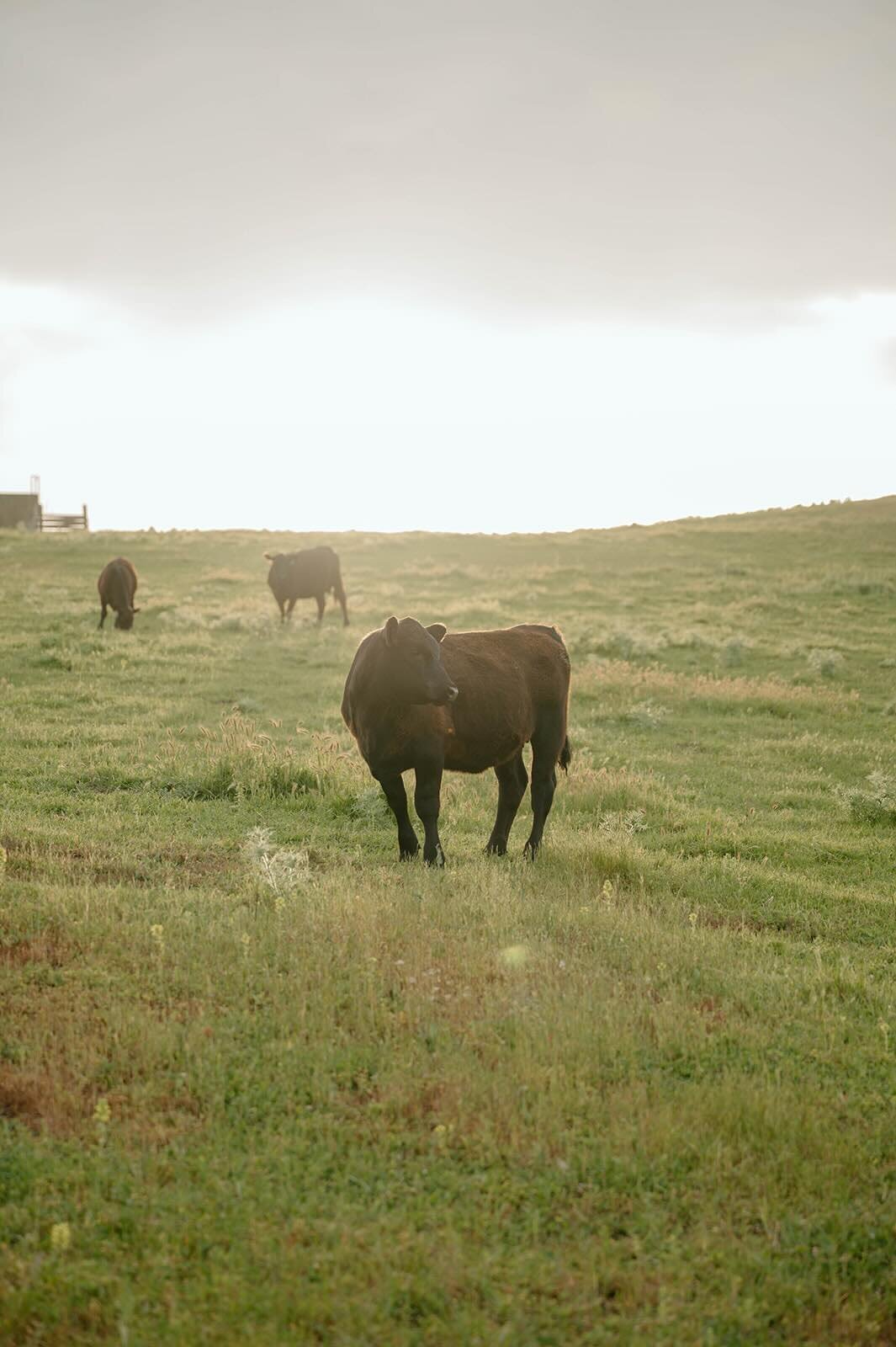 Black cows grazing in a green field at ranch wedding venue during sunset.